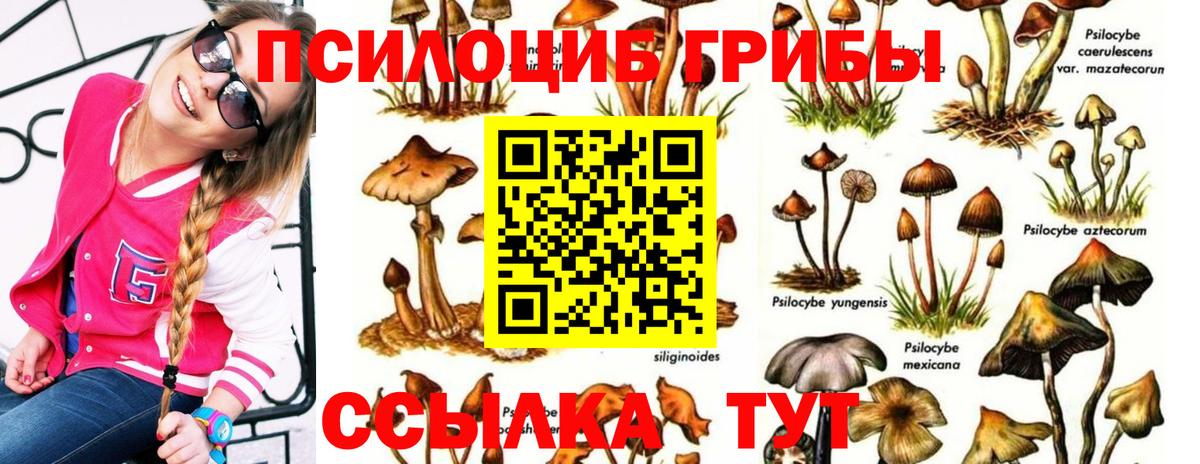 дарнет шоп  Вход с VPN  Магадан  Псилоцибиновые грибы GOLDEN TEACHER 